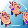 How Does the Circulatory System Work?